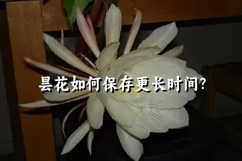 昙花如何保存更长时间？