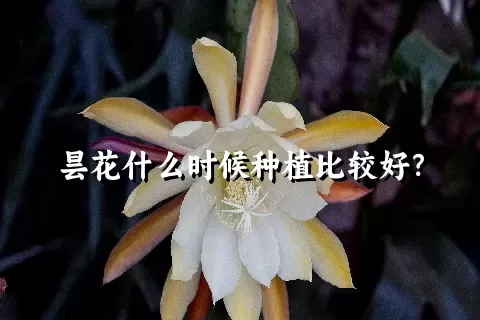 昙花什么时候种植比较好？