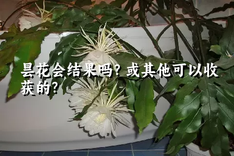 昙花会结果吗？或其他可以收获的？