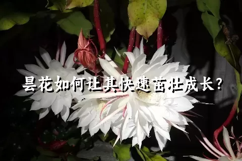 昙花如何让其快速茁壮成长？