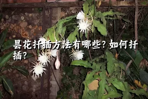 昙花扦插方法有哪些？如何扦插？