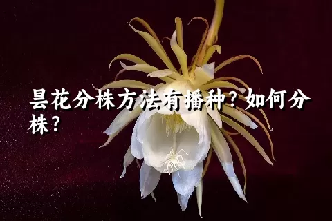 昙花分株方法有播种？如何分株？