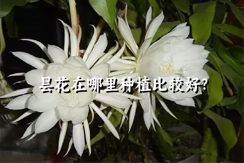 昙花在哪里种植比较好？