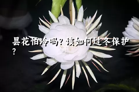 昙花怕冷吗？该如何过冬保护？