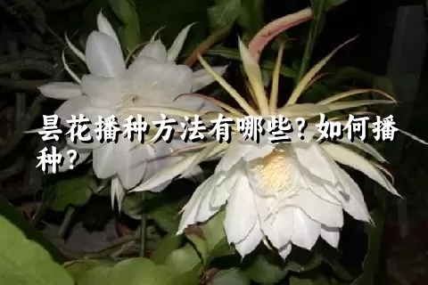 昙花播种方法有哪些？如何播种？