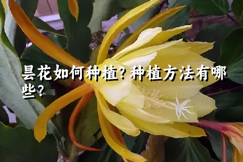 昙花如何种植？种植方法有哪些？