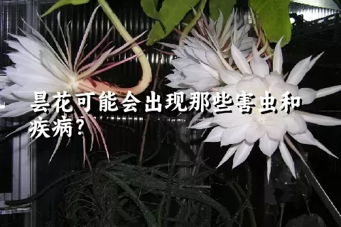 昙花可能会出现那些害虫和疾病？