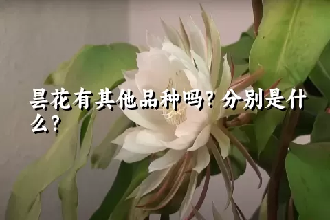 昙花有其他品种吗？分别是什么？