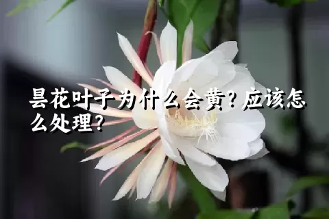 昙花叶子为什么会黄？应该怎么处理？