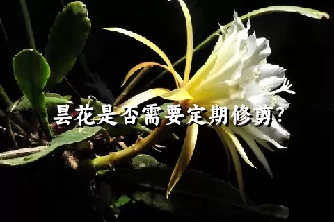 昙花是否需要定期修剪？