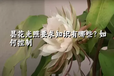 昙花光照要求知识有哪些？如何控制