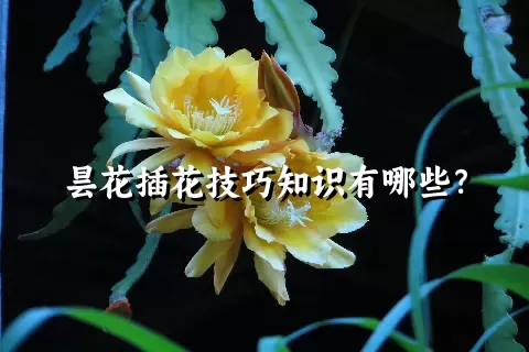 昙花插花技巧知识有哪些？