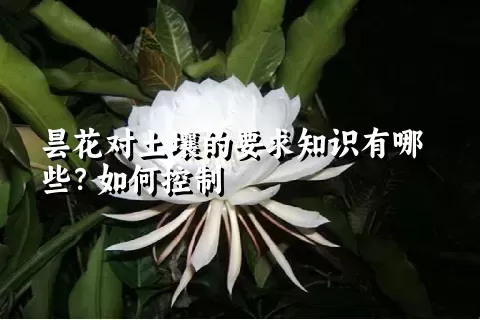 昙花对土壤的要求知识有哪些？如何控制