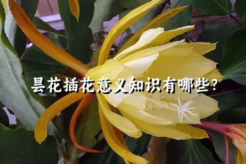 昙花插花意义知识有哪些？