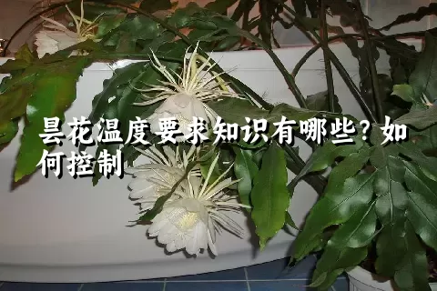 昙花温度要求知识有哪些？如何控制