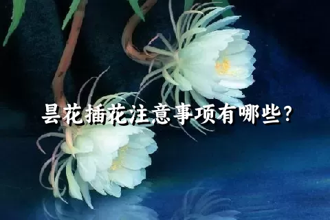 昙花插花注意事项有哪些？