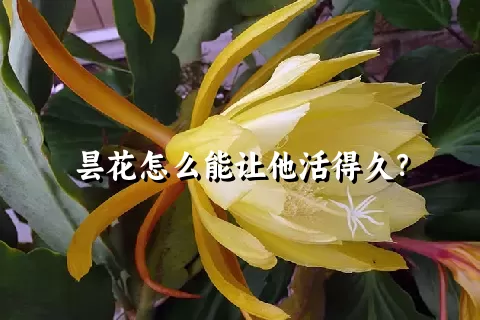 昙花怎么能让他活得久？