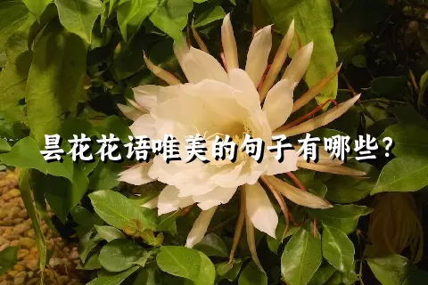 昙花花语唯美的句子有哪些？