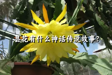 昙花有什么神话传说故事？