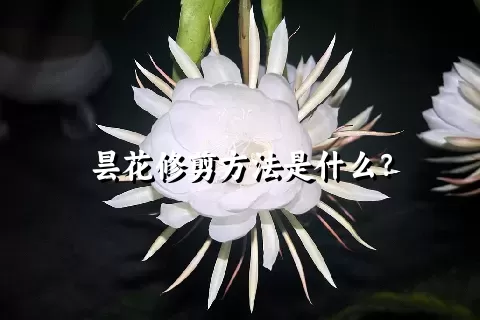 昙花修剪方法是什么？