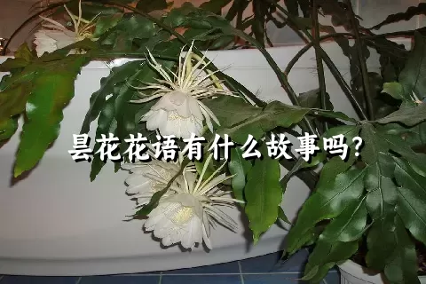 昙花花语有什么故事吗？