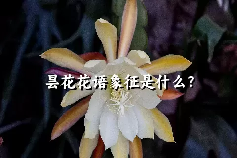 昙花花语象征是什么？