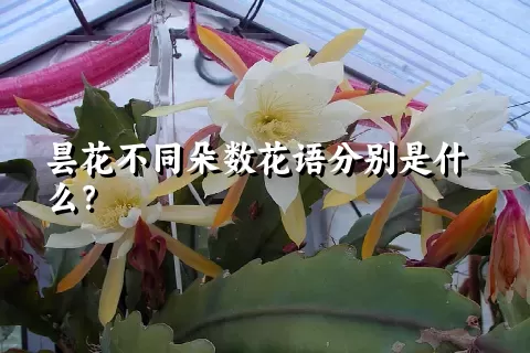 昙花不同朵数花语分别是什么？