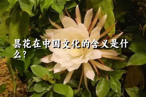 昙花在中国文化的含义是什么？