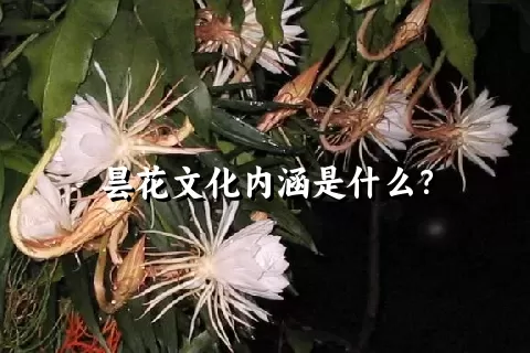 昙花文化内涵是什么？