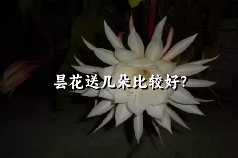 昙花送几朵比较好？