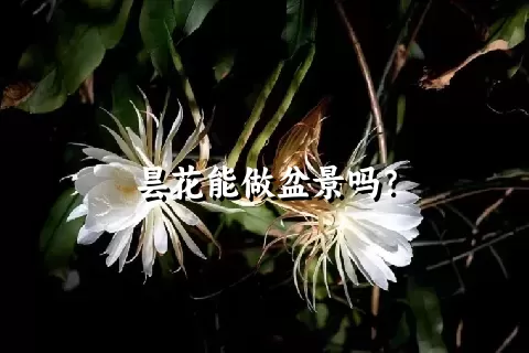 昙花能做盆景吗？