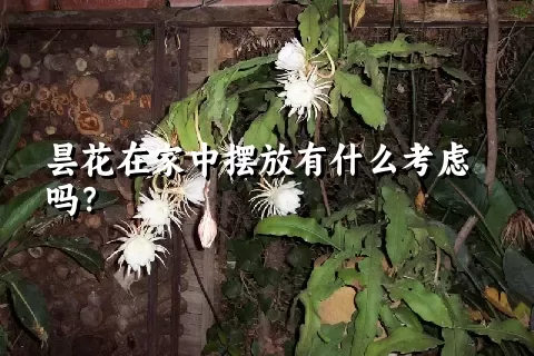 昙花在家中摆放有什么考虑吗？