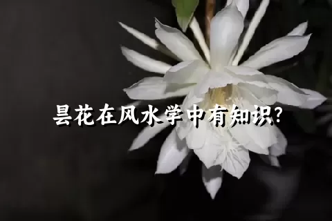 昙花在风水学中有知识？