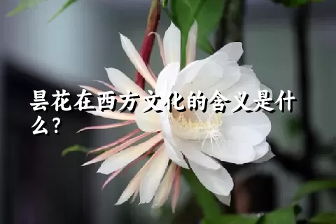 昙花在西方文化的含义是什么？