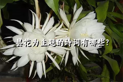 昙花为主题的诗词有哪些？