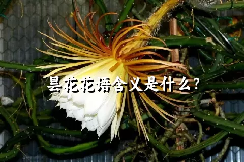 昙花花语含义是什么？