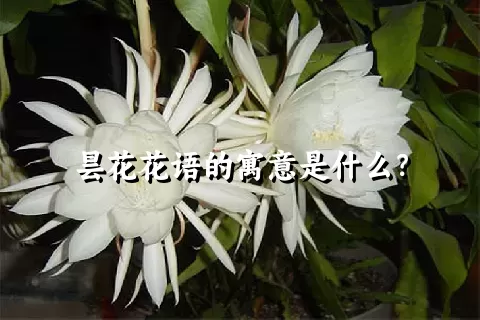 昙花花语的寓意是什么？