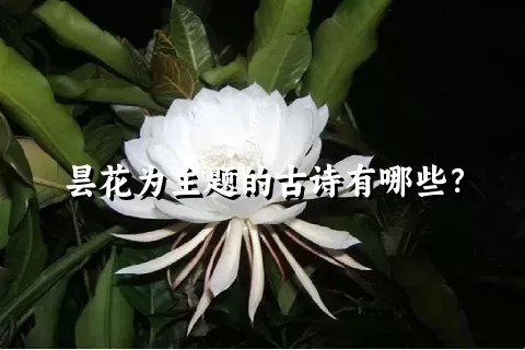 昙花为主题的古诗有哪些？