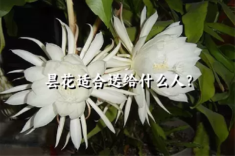 昙花适合送给什么人？