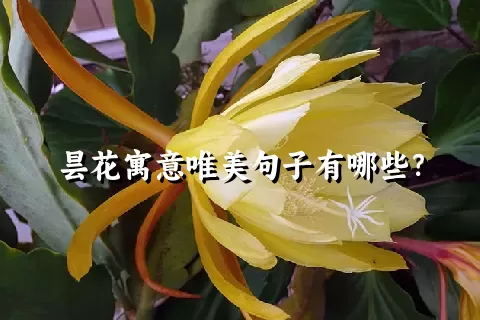 昙花寓意唯美句子有哪些？