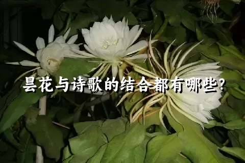 昙花与诗歌的结合都有哪些？