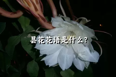 昙花花语是什么？