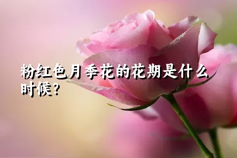 粉红色月季花的花期是什么时候？