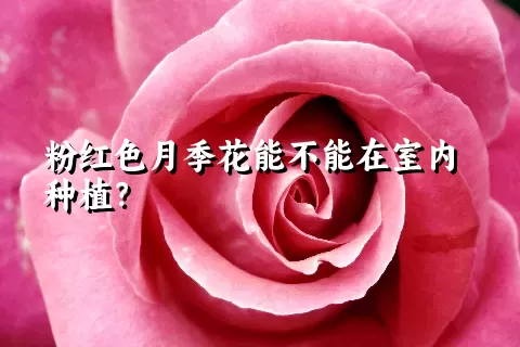 粉红色月季花能不能在室内种植？