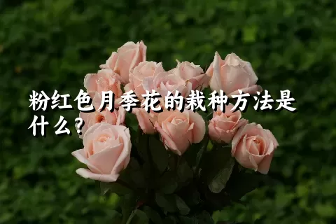 粉红色月季花的栽种方法是什么？