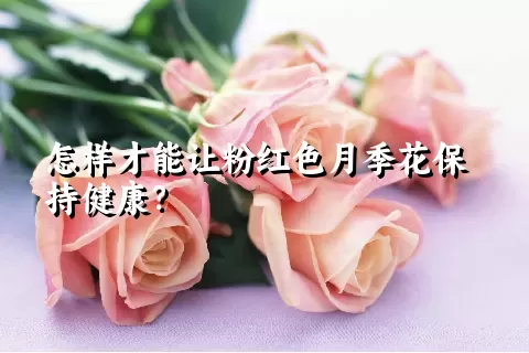 怎样才能让粉红色月季花保持健康？