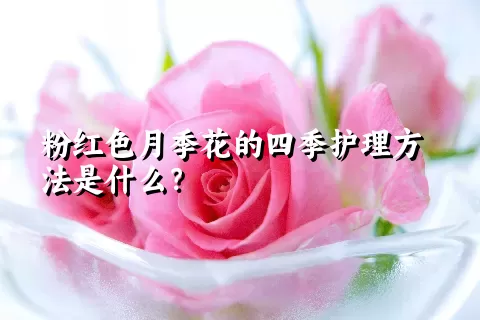 粉红色月季花的四季护理方法是什么？