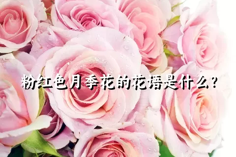 粉红色月季花的花语是什么？