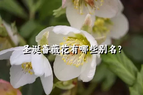 圣诞蔷薇花有哪些别名？