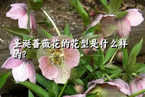 圣诞蔷薇花的花型是什么样的？